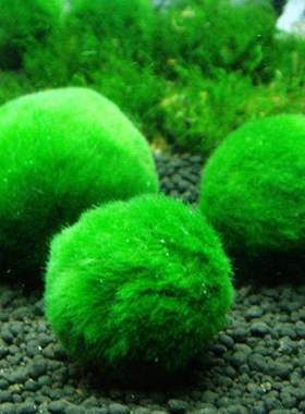 2-3cm Moss Balls Live Aquarium Plants Algae Fish Shrimp Tank