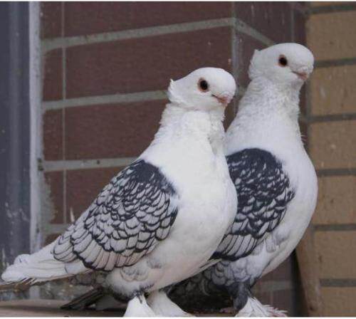 散养东方兰花淑女活体种鸽黑细花青年幼鸽观赏鸽包活包邮一对