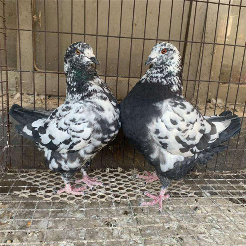纯种鸽子活一对元宝鸽特大体型肉鸽幼鸽落地王观赏种鸽二斤多白色