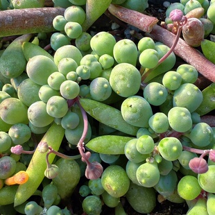 紫玄月丸叶紫葡萄砍头多肉植物吊兰阳台垂吊喜水喜光好养圆叶子