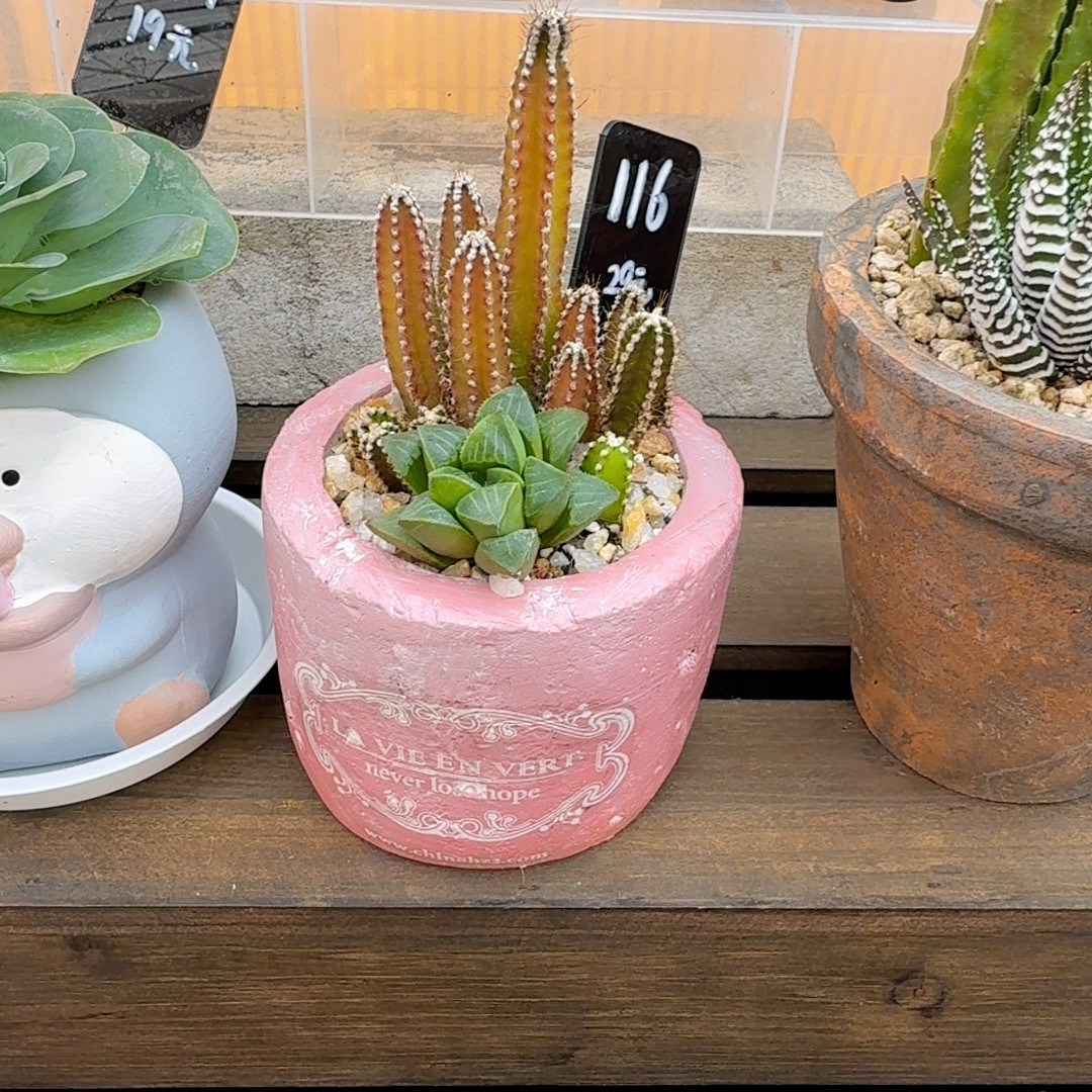 116号,鲜花速递/花卉仿真/绿植园艺,多肉植物,淘宝优惠券,粉丝福利购,淘宝优惠卷