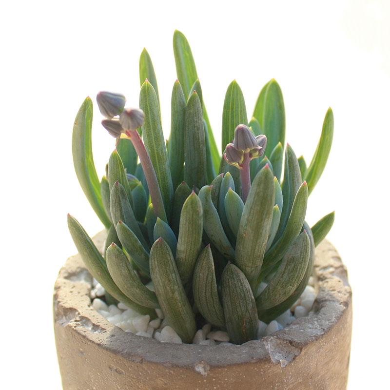 植悦园艺蓝松多肉植物厚叶庭院花卉易群生蓝色室内窗台绿植蓝色