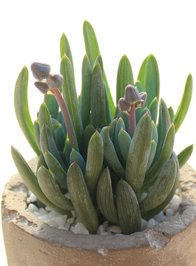 植悦园艺蓝松多肉植物厚叶庭院花卉易群生蓝色室内窗台绿植蓝色