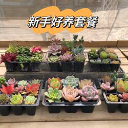 北京发货多肉植物组合套餐一堆颜色艳丽整盘发新手好养基地清仓价