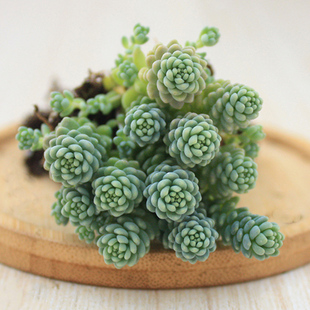 旋叶姬星美人10头价群生多肉植物易爆盆新手好养微垂吊绿植直销