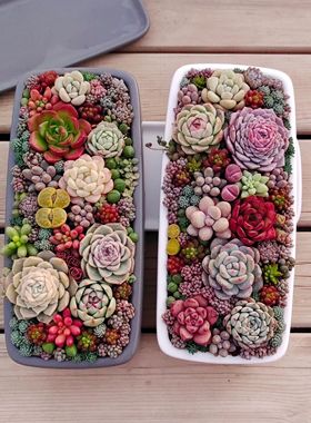 带盆栽好多肉植物组合盆栽长方形灰色和白色陶瓷花盆北欧日系风格