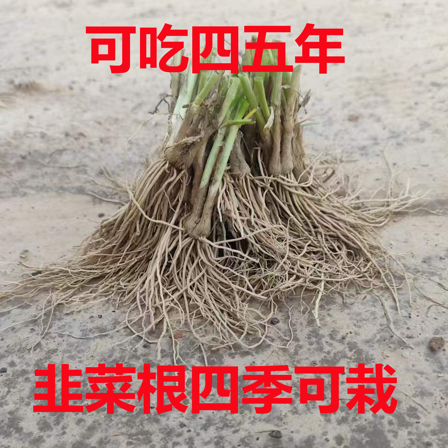 韭菜根苗室内阳台四季食用好活