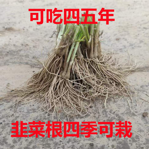 韭菜根苗室内阳台四季食用好活