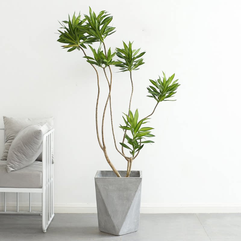 金心百合竹大盆栽好养室内除甲醛植物金边老桩南京客厅网红绿植