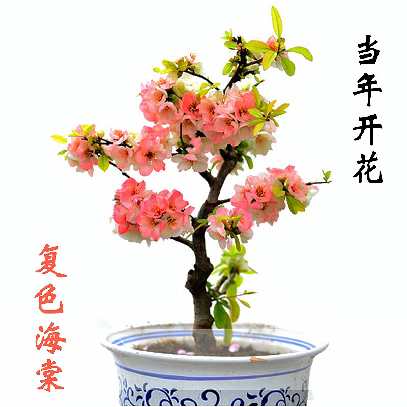 实物  复色海棠花盆栽树苗  垂丝海棠盆景树桩  耐寒绿植四季开花