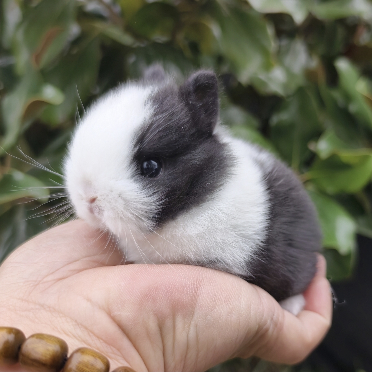 小型侏儒兔子活物凤眼道奇茶杯兔迷你儿童宠物兔荷兰兔垂耳兔活体