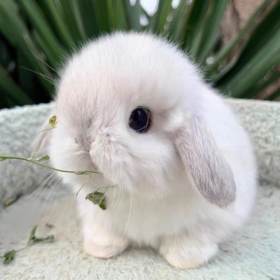垂耳兔子活物网红迷你儿童好养宿舍宠物兔进口血统荷兰折耳兔活体