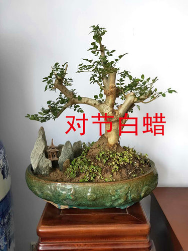 湖北京山对节白蜡阳台盆栽趣味