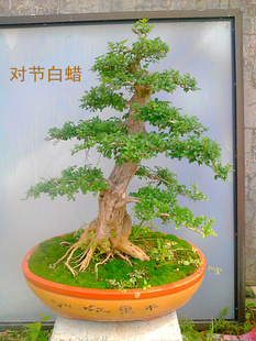 阳台庭院绿植盆栽 湖北京山对节白蜡熟桩盆景树桩