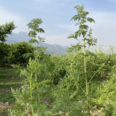 野生新鲜清热青蒿买2送1