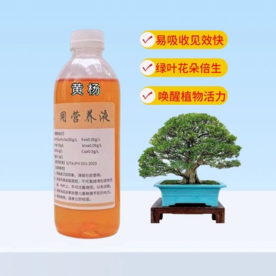 黄杨盆景浓缩营养液大叶金边皱皮