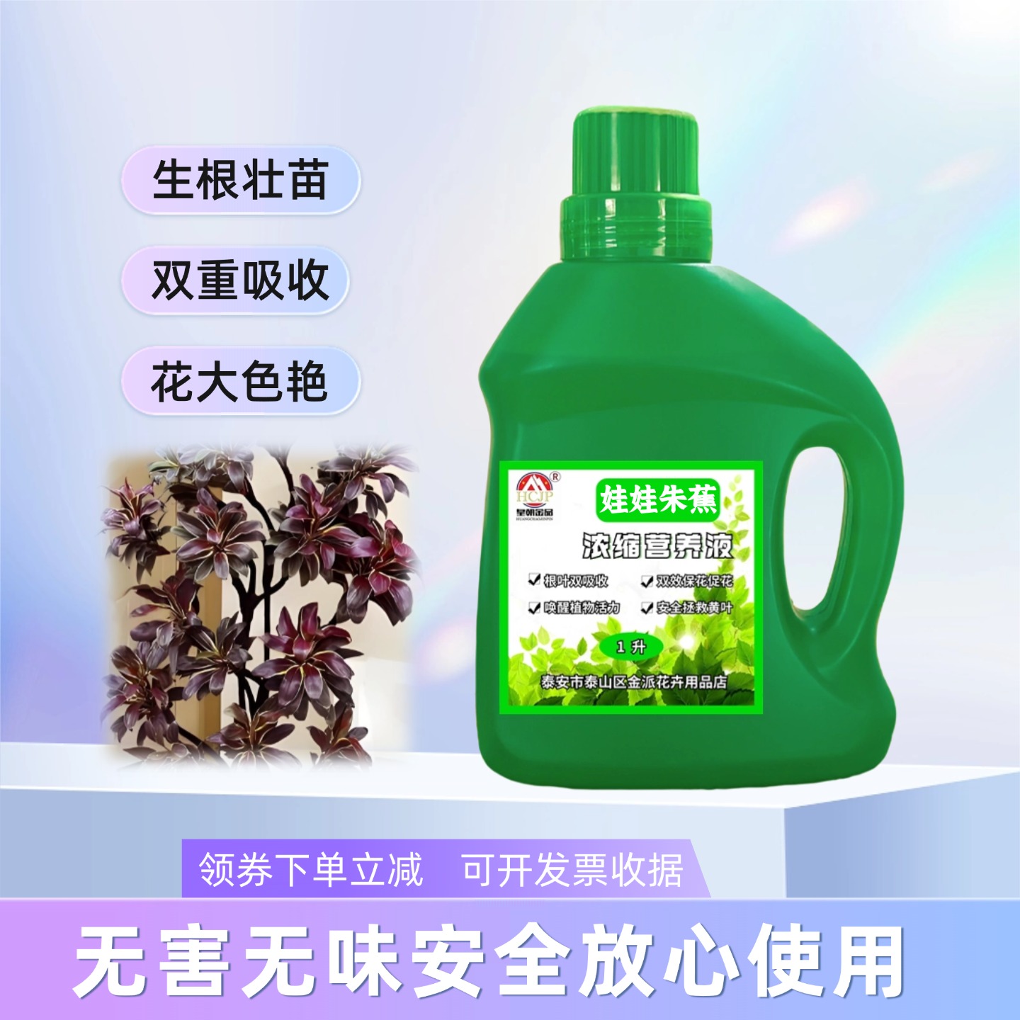 娃娃朱蕉水溶复合营养液老桩造型