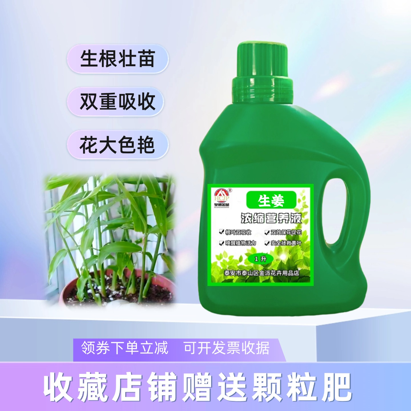 禄根姜生姜水培浓缩营养液