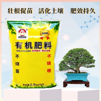 黄杨盆景有机肥大叶金边皱皮