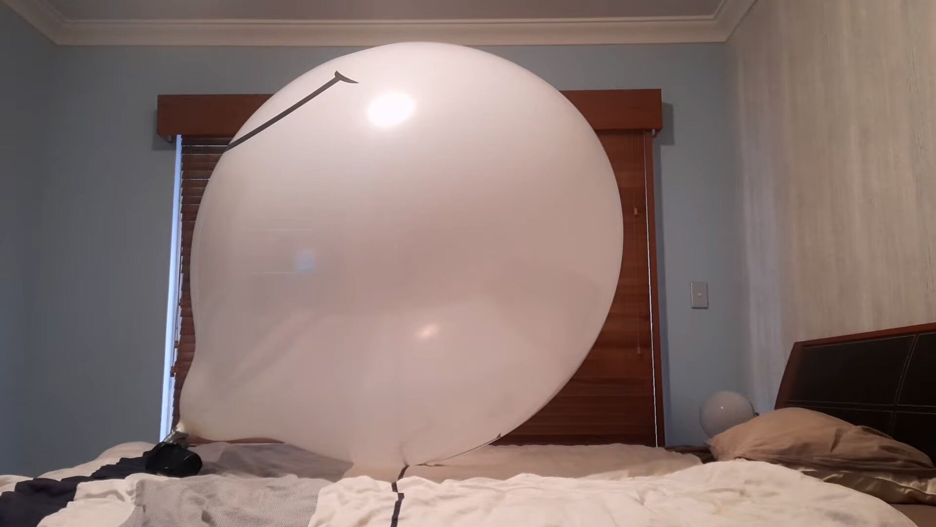 tuftex t36 t牌 36寸 高质量 进口气球 纯色 looner气球迷恋