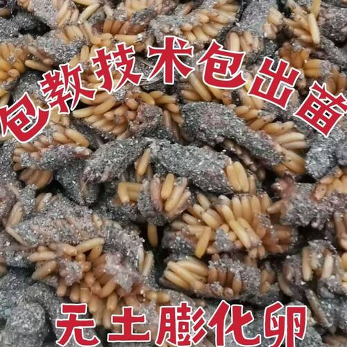 云南东亚飞蝗无土膨化卵新鲜蚂蚱蝗虫纯卵发育卵出苗率高包技术