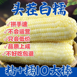 东北白糯玉米新鲜甜糯玉米棒子真空包装开袋加热即食早餐代餐粗粮