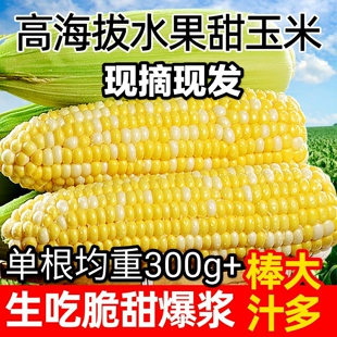 新鲜现摘云南水果玉米鲜嫩脆甜爆浆甜玉米嫩玉米苞米可生吃玉米棒