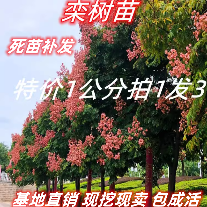 栾树苗 黄山栾北京栾 工程绿化苗行道树栾树树苗南北方庭院风景树