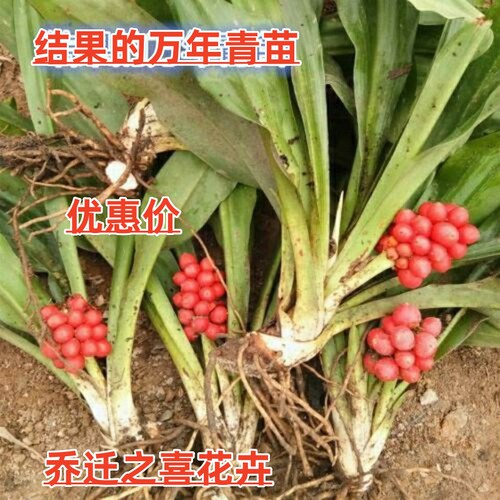 耐寒四季长青万年青庭院盆栽花卉