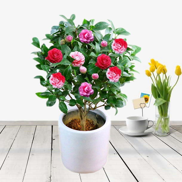 茶花树苗盆栽大花室内庭院花卉绿植四季茶花观赏花当年开花山茶花