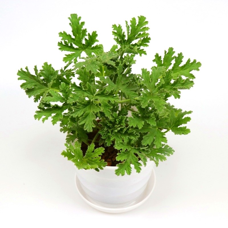 驱蚊草盆栽绿植神奇驱蚊香草驱蚊草苗蚊净香草夏天不再怕蚊子咬