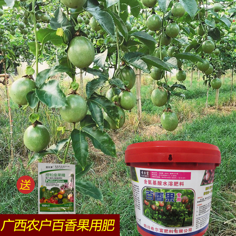 广西百香果种植