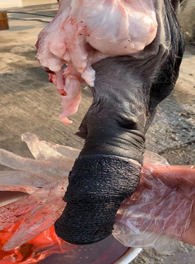 特大种驴鞭带皮现杀泡酒男用配方包胎驴三件包邮