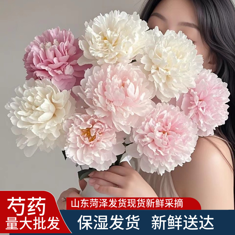 芍药鲜花牡丹重瓣花束云南鲜切花玫瑰百合插花卉情人节基地母亲节