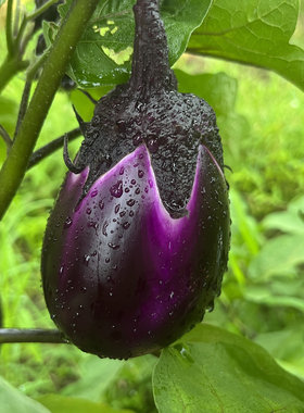 湖南特产新鲜蔬菜自家种植紫茄子圆茄子嫩茄子糯茄子露天本地茄子