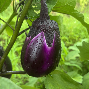 湖南特产新鲜蔬菜自家种植紫茄子圆茄子嫩茄子糯茄子露天本地茄子