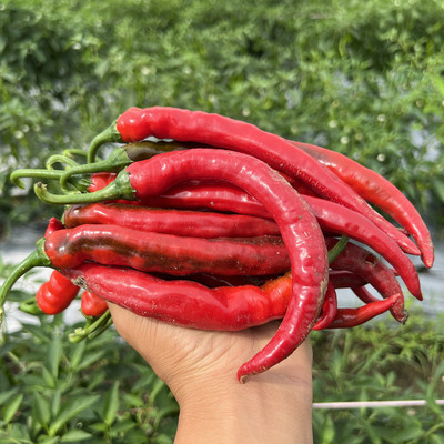 湖南新鲜辣椒红辣椒线椒剁椒原料