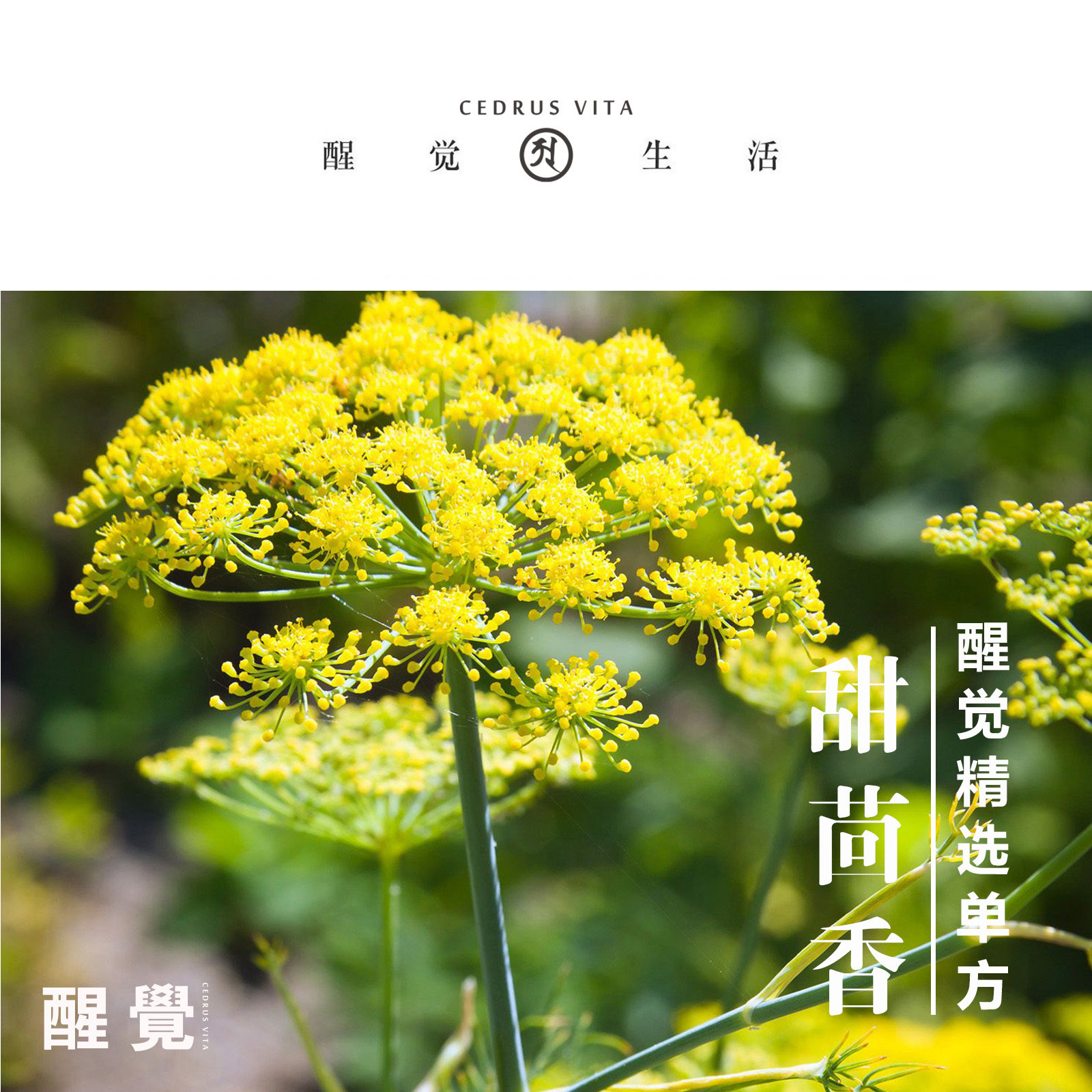 醒觉甄选单方精油 埃及甜茴香纯精油 非常品质 儿童女性之友 10ml