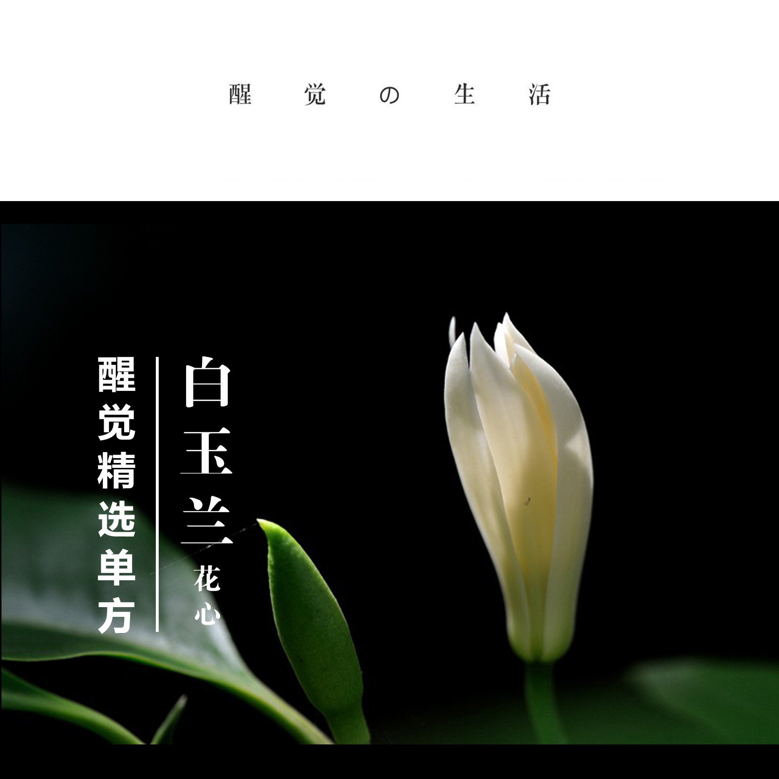 醒觉甄选单方白玉兰花心纯精油 安身心敏感肌老化肌 10ml