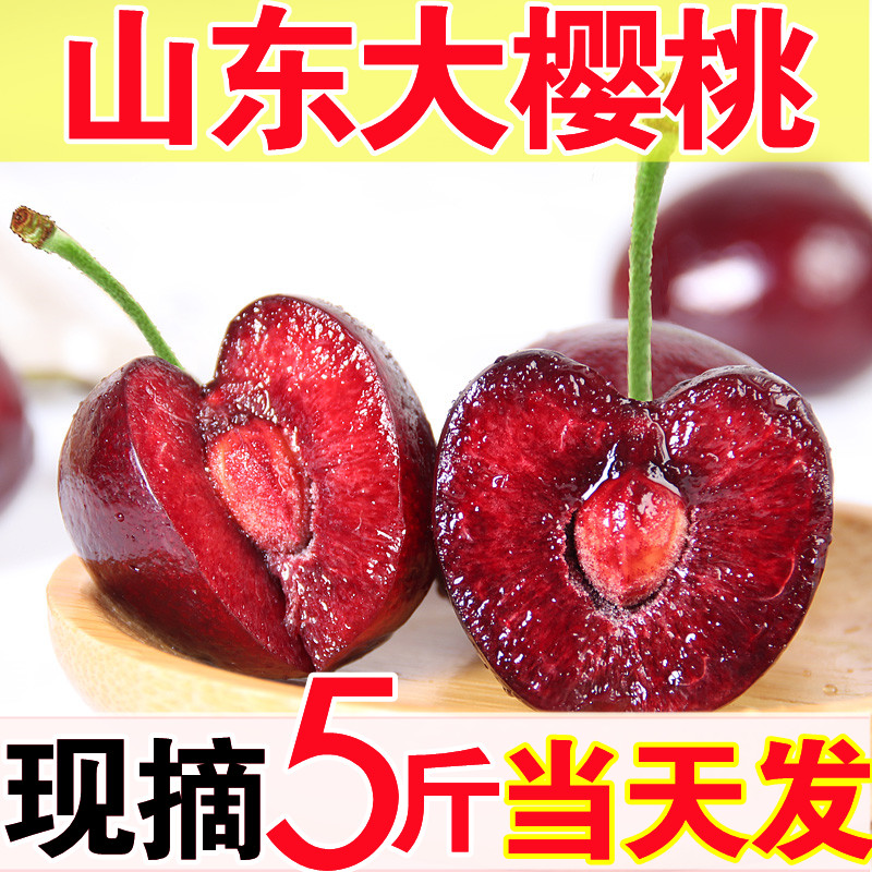 应季露天国产烟台车厘子-第5张图片-提都小院