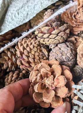 天然瑕疵松果松塔透气垫底保水土壤野外DIY手工
