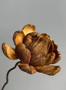 小瓢油画壳莲天然植物果壳手工DIY干花相框干花材料包标本装饰材