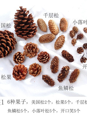 台湾松果干莲蓬雪松塔棉花干花森系材料包diy手工幼儿园环创材料
