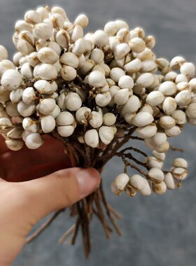 短枝小白果干花一斤装当季新乌桕果包邮 圣诞花环装饰干花点缀DIY
