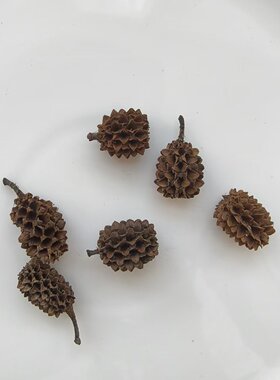 小松果马毛树马尾松天然木麻黄果实干果工艺摆件道具拍照造景材料