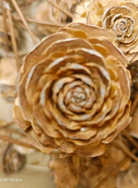 木玫瑰 圣诞松果干花永生花材 天然植物 装饰搭配材料白松果带杆