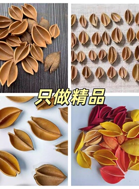 纯天然梧桐树壳 梧桐果壳 梧桐壳 泡桐壳 野外干花干果果实 手工
