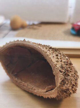 【刺猬壳】天然植物手工diy材料侘寂风装修装饰摆件拍摄道具南美