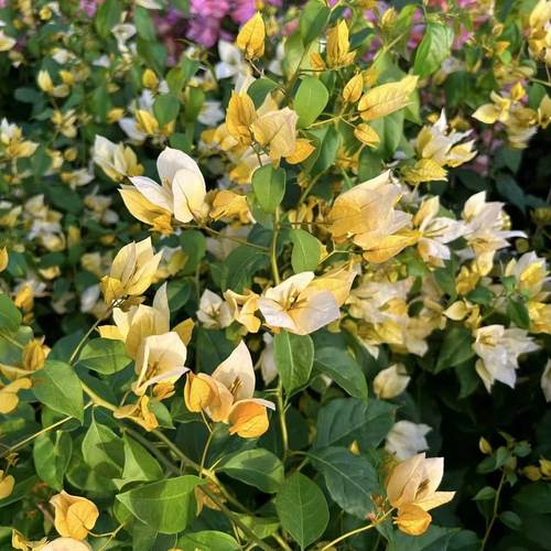 （月朦胧）三角梅小苗袋苗勤花品种