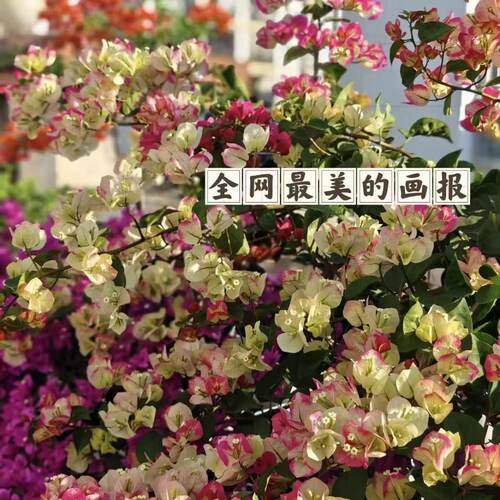 【画报】三角梅百变画报勤花好养对版